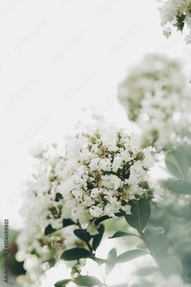 White Flower Crape Myrtles Lagerstroemia Indica White Flower Crape Myrtles Lagerstroemia Indica
