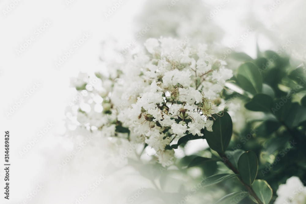 Fototapeta premium White Flower Crape Myrtles Lagerstroemia Indica