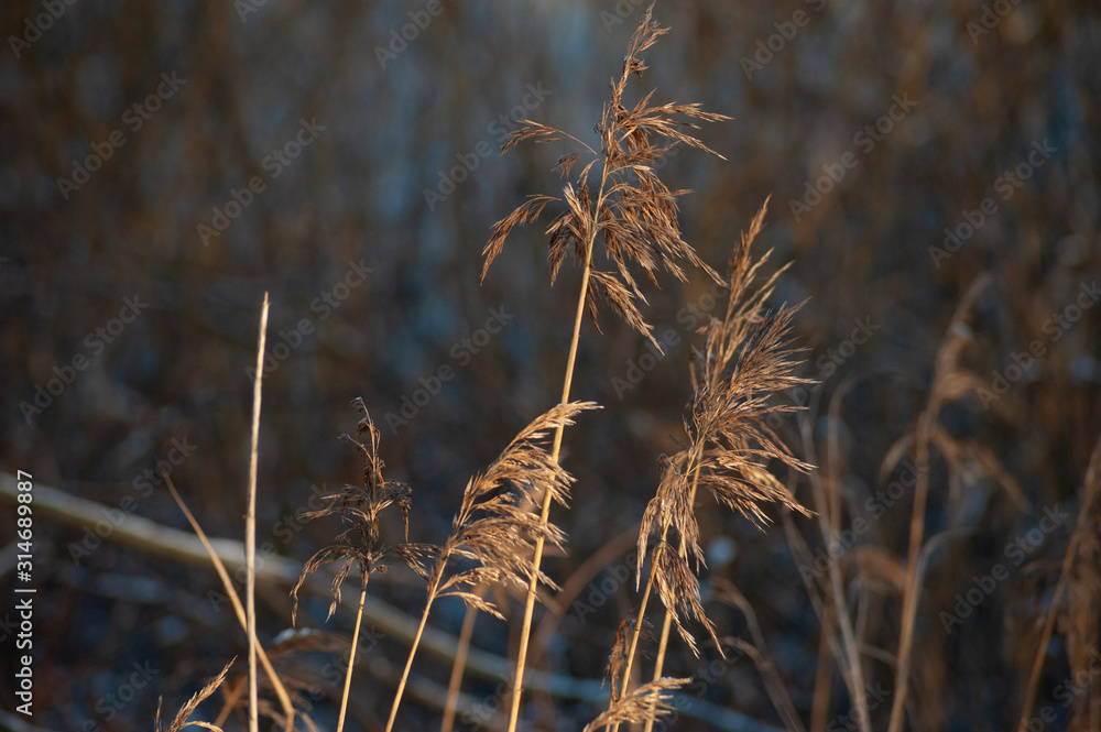 Winter landscape with grass on a sunny day Winter landscape with grass on a sunny day
