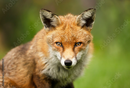 Close up of a cute red fox © giedriius