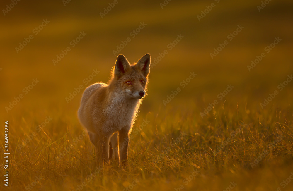 Close up of a Red fox at sunset