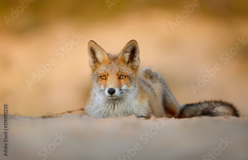Close up of a Red fox at sunset