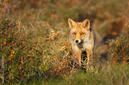 Close up of a red fox in autumn