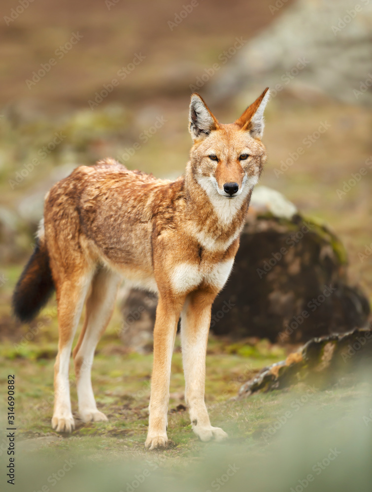 Close up of a rare and endangered Ethiopian wolf Close up of a rare and endangered Ethiopian wolf