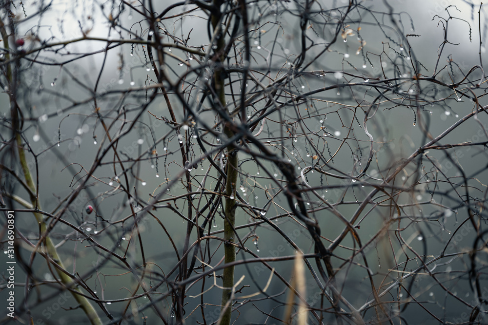 background, drops of water on the branches of a bush in heavy fog background, drops of water on the branches of a bush in heavy fog