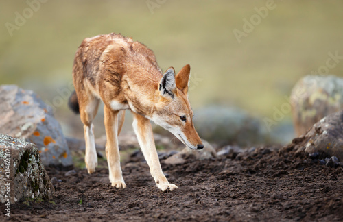 Close up of a rare and endangered Ethiopian wolf photo
