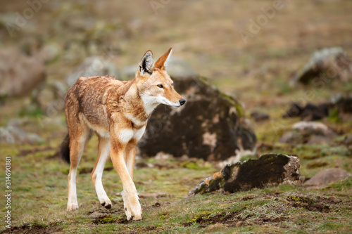 Slika na platnu Close up of a rare and endangered Ethiopian wolf