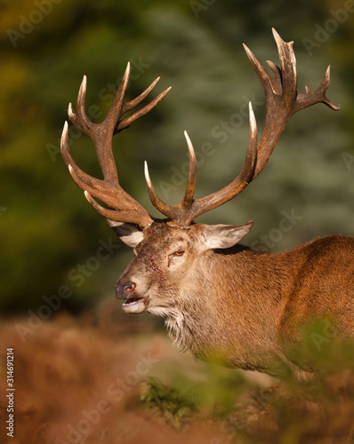 Close-up of an injured red deer stag during rutting season in autumn