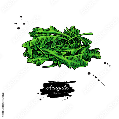 Arugula leaf heap hand drawn vector illustration. Isolated Vegetable object.