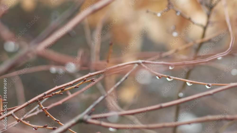 raindrops on branches in winter raindrops on branches in winter