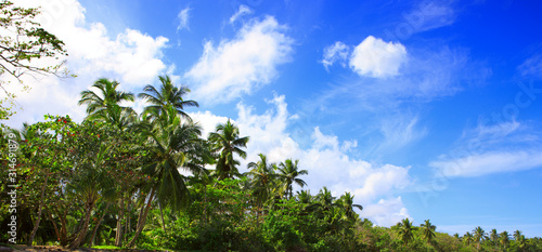 Coconut palm trees on blue sky and sunlight.