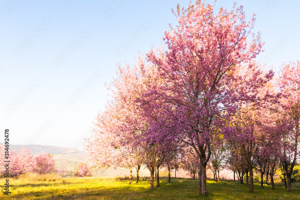 The field of blossoming pink Wild Himalayan cherry flowers (Thailand's sakura or Prunus cerasoides), known as Nang Phaya Sua Khrong in Thai at Phu Lom Lo mountain, Loei, Thailand.