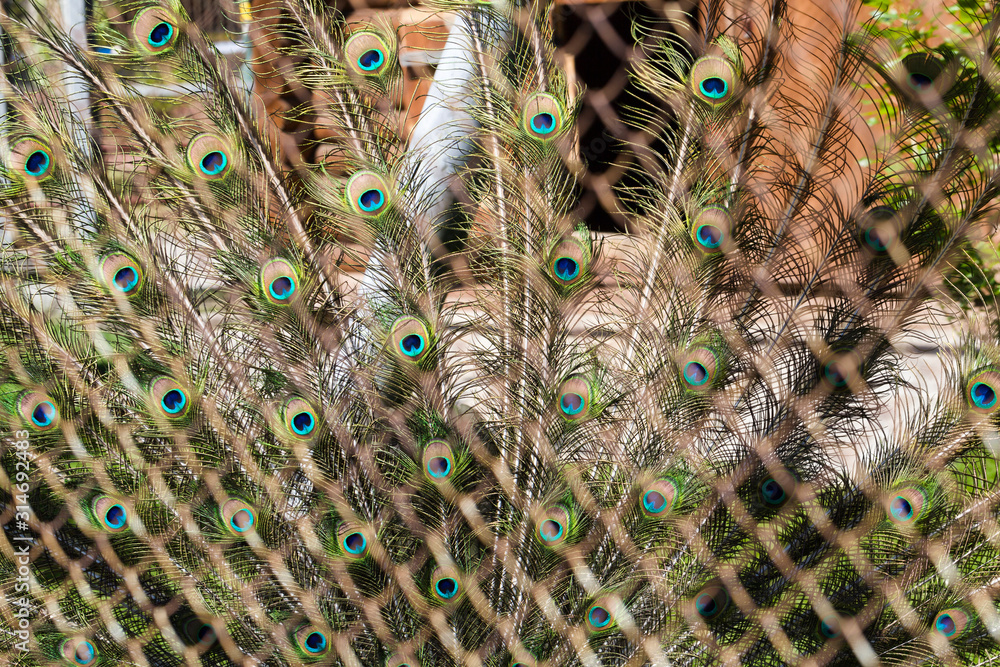 Obraz premium peacock feathers