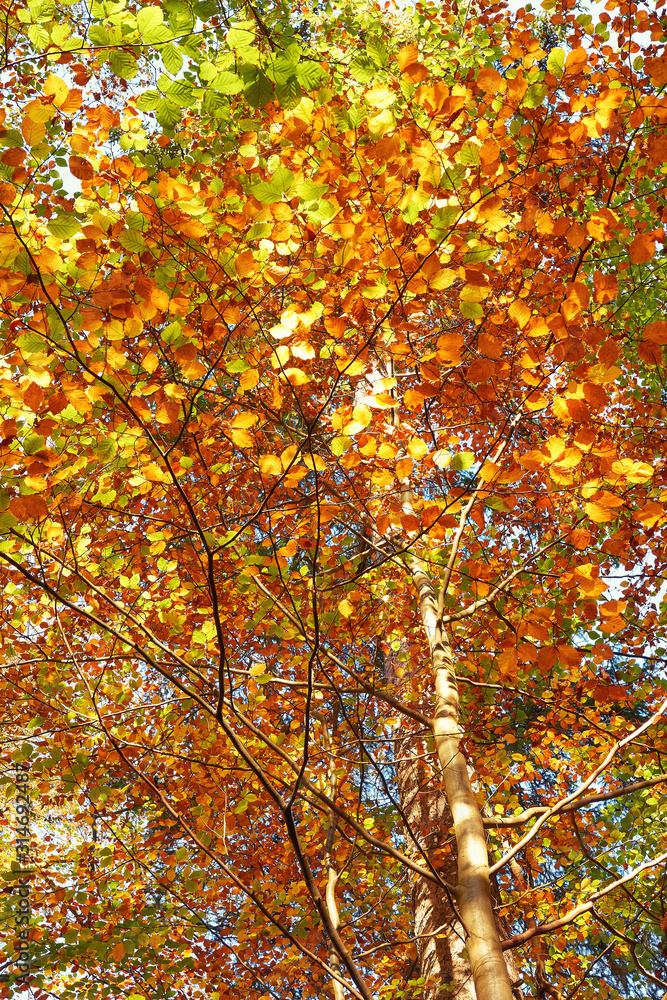 Laubfärbung im Herbst im Wald