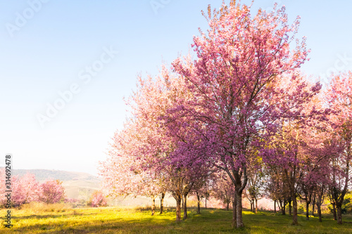 The field of blossoming pink Wild Himalayan cherry flowers  Thailand s sakura or Prunus cerasoides   known as Nang Phaya Sua Khrong in Thai at Phu Lom Lo mountain  Loei  Thailand.