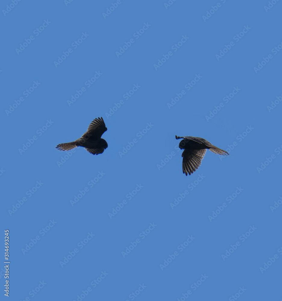 Obraz premium Falco in volo