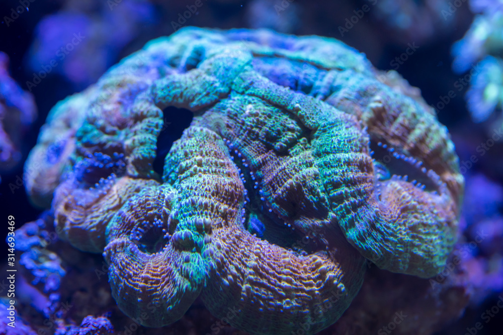 Obraz premium Brain Coral ..(Lobophyllia hemprichii) rainbow color