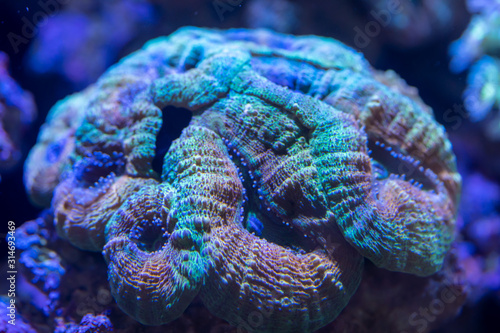 Brain Coral ..(Lobophyllia hemprichii) rainbow color