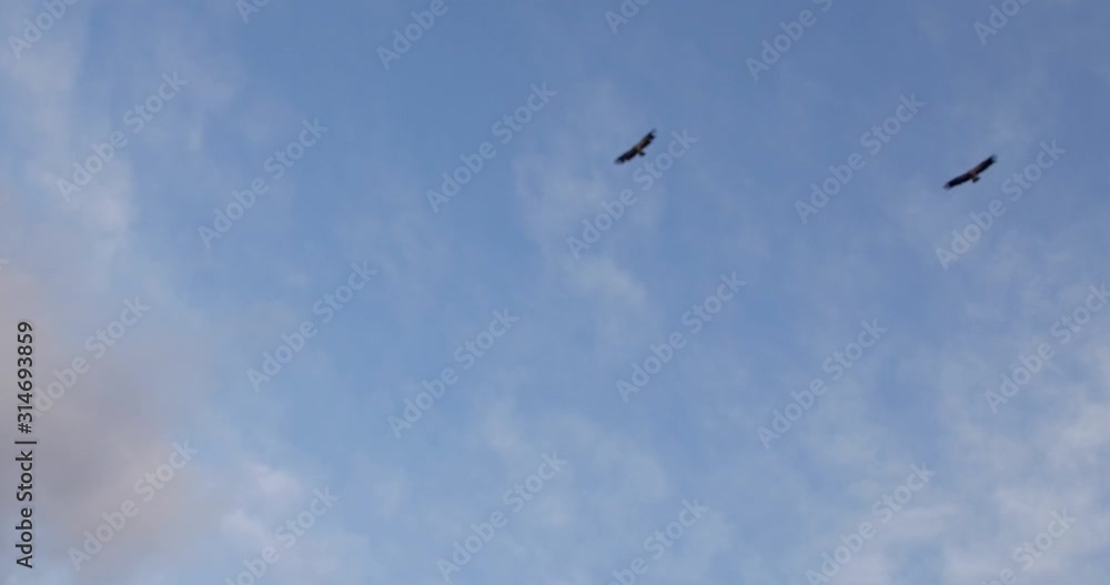 Flock of Griffon vulture flying together at Tibetan sky burial ceremony against blue sky. Flock of Griffon vulture flying together at Tibetan sky burial ceremony against blue sky.