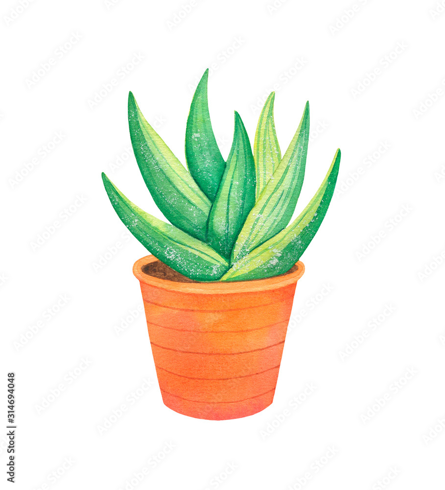 A watercolor illustration of aloe sprout in a orange pot on a white background