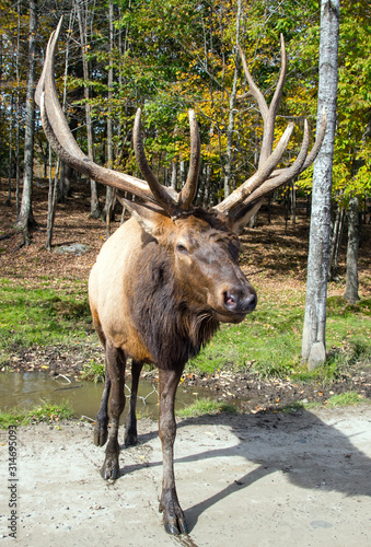 Wallpaper Mural Northern forest Torontodigital.ca