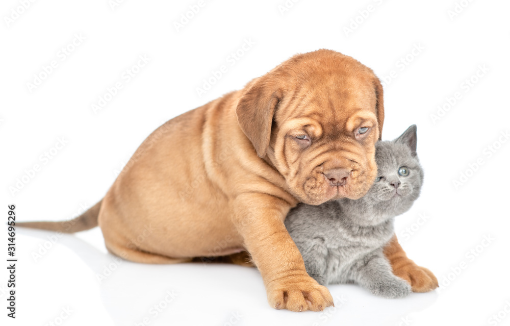Mastiff puppy hugs kitten. isolated on white background Mastiff puppy hugs kitten. isolated on white background