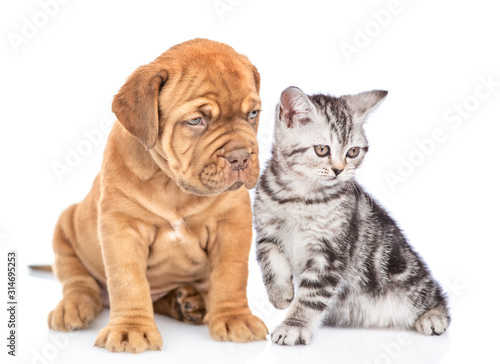 Mastiff puppy and kitten sit together and look away. isolated on white background