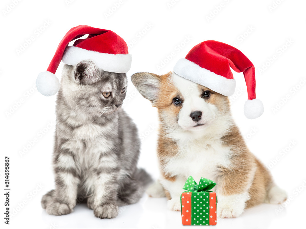 Cat wearing a santa hat looks at corgi puppy while it sits with gift box. isolated on white background Cat wearing a santa hat looks at corgi puppy while it sits with gift box. isolated on white background