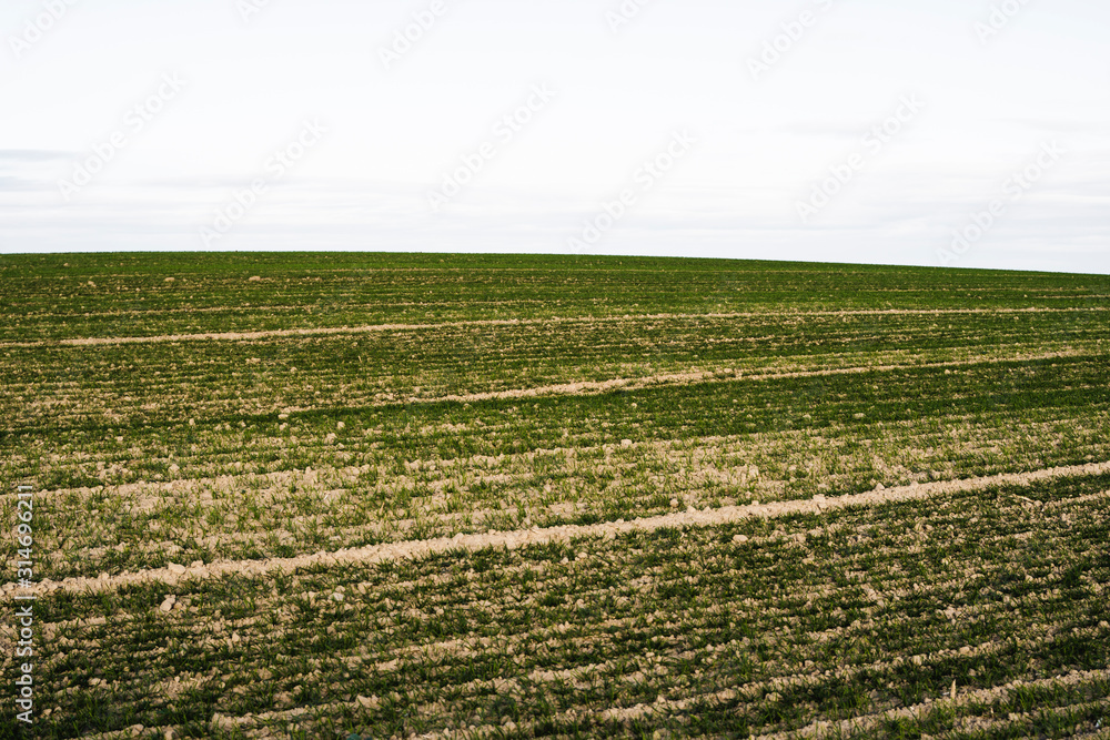 Field of young wheat seedlings growing in autumn. Young green wheat growing in soil. Agricultural proces. Close up on sprouting rye agriculture on a field sunny day with blue sky. Sprouts of rye. Field of young wheat seedlings growing in autumn. Young green wheat growing in soil. Agricultural proces. Close up on sprouting rye agriculture on a field sunny day with blue sky. Sprouts of rye.