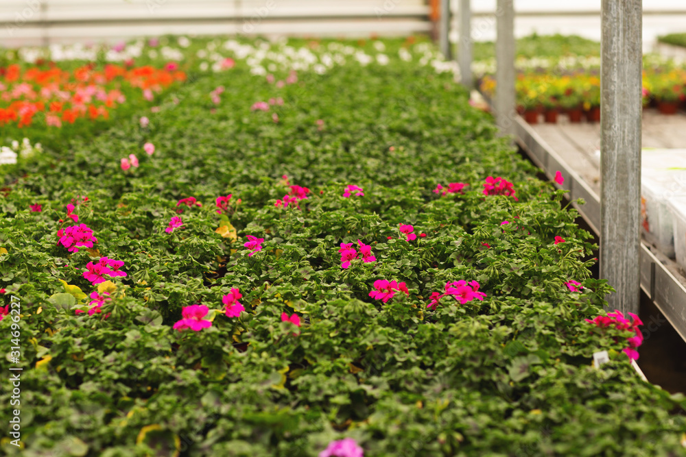 Greenhouse rows of pelargonium plants in springtime, ready for export