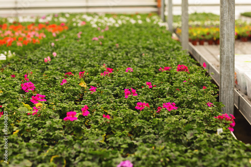 Greenhouse rows of pelargonium plants in springtime  ready for export