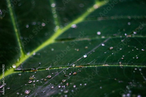 Water droplets on fresh green leaf background close up