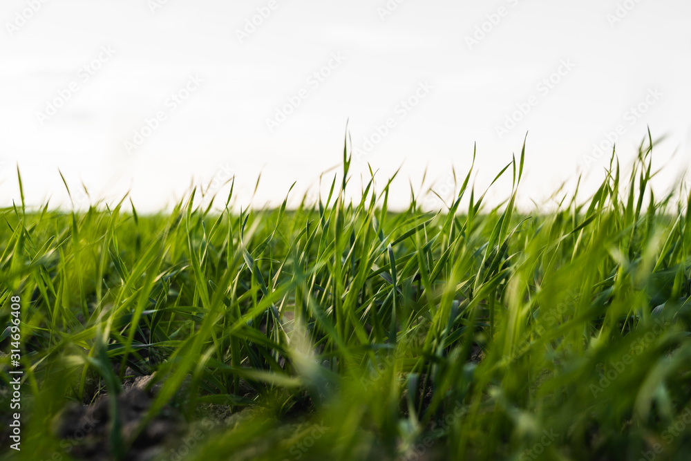 Young wheat seedlings growing on a field in autumn. Young green wheat growing in soil. Agricultural proces. Close up on sprouting rye agriculture on a field sunny day with blue sky. Sprouts of rye. Young wheat seedlings growing on a field in autumn. Young green wheat growing in soil. Agricultural proces. Close up on sprouting rye agriculture on a field sunny day with blue sky. Sprouts of rye.
