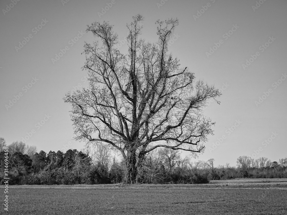 Naklejka premium Single lone black and white tree alone in a field