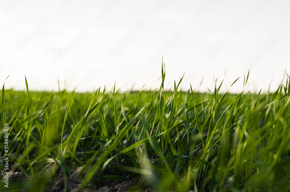 Young wheat seedlings growing on a field in autumn. Young green wheat growing in soil. Agricultural proces. Close up on sprouting rye agriculture on a field sunny day with blue sky. Sprouts of rye. Young wheat seedlings growing on a field in autumn. Young green wheat growing in soil. Agricultural proces. Close up on sprouting rye agriculture on a field sunny day with blue sky. Sprouts of rye.