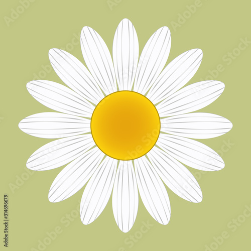 Yellow and white daisy flower vector on a light green background. Hand-drawn design. 