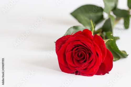 Red roses on white background. Valentines Day background  wedding day