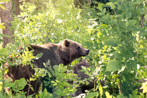 Brown bear sneaks through the thickets of the forest and looks out carefully from the foliage.