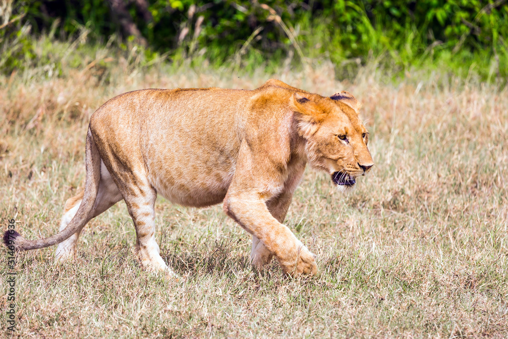 Fototapeta premium African lioness is preparing for the hunt