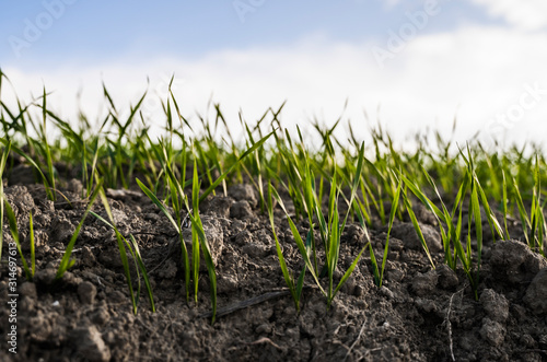 Young wheat seedlings growing on a field in autumn. Young green wheat growing in soil. Agricultural proces. Close up on sprouting rye agriculture on a field sunny day with blue sky. Sprouts of rye.