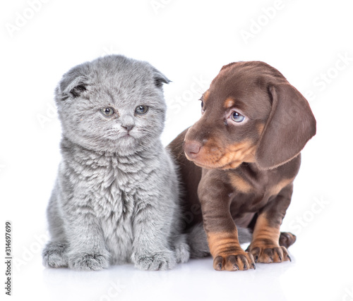 Tiny dachshund puppy and gray baby kitten sit together. isolated on white background