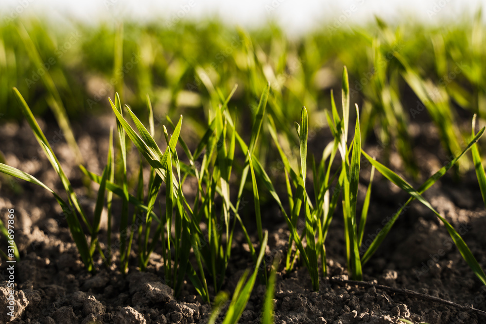 Young wheat seedlings growing on a field in autumn. Young green wheat growing in soil. Agricultural proces. Close up on sprouting rye agriculture on a field sunny day with blue sky. Sprouts of rye. Young wheat seedlings growing on a field in autumn. Young green wheat growing in soil. Agricultural proces. Close up on sprouting rye agriculture on a field sunny day with blue sky. Sprouts of rye.