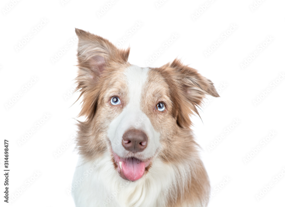 Border collie dog looks up. isolated on white background
