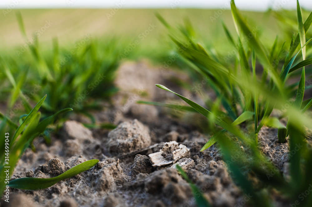 Young wheat seedlings growing on a field in autumn. Young green wheat growing in soil. Agricultural proces. Close up on sprouting rye agriculture on a field sunny day with blue sky. Sprouts of rye. Young wheat seedlings growing on a field in autumn. Young green wheat growing in soil. Agricultural proces. Close up on sprouting rye agriculture on a field sunny day with blue sky. Sprouts of rye.