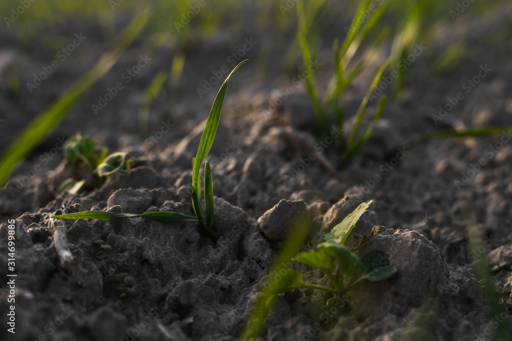 Young wheat seedlings growing on a field in autumn. Young green wheat growing in soil. Agricultural proces. Close up on sprouting rye agriculture on a field sunny day with blue sky. Sprouts of rye. Young wheat seedlings growing on a field in autumn. Young green wheat growing in soil. Agricultural proces. Close up on sprouting rye agriculture on a field sunny day with blue sky. Sprouts of rye.
