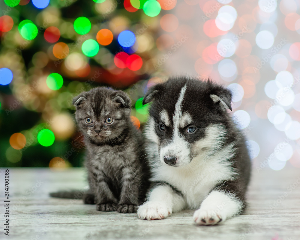 Husky puppy and tiny kitten on a background of the Christmas tree