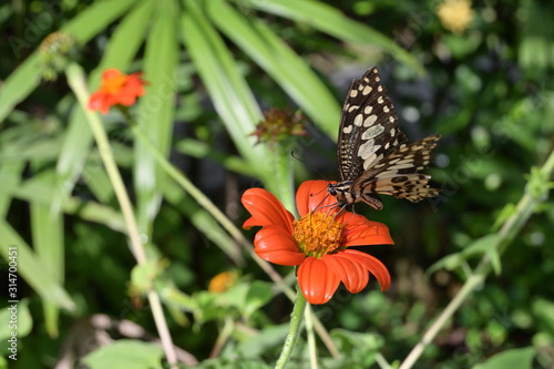 beautiful butterfly on orange flower in morning day © sutichak