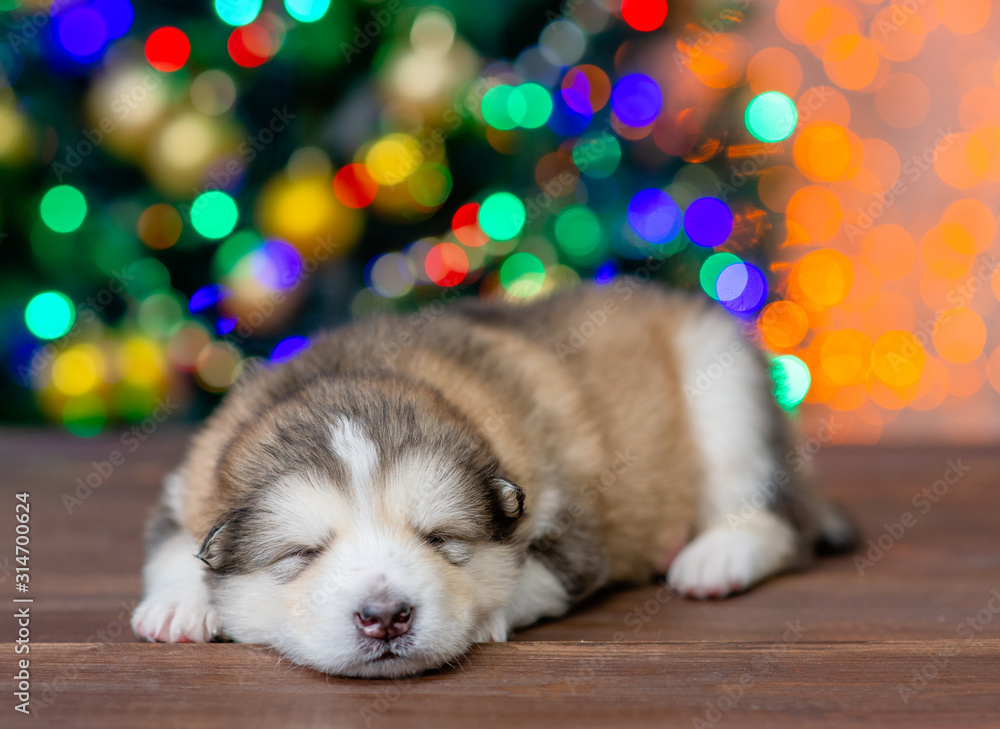 Tiny alaskan malamute puppy sleeps at home with Christmas tree on background