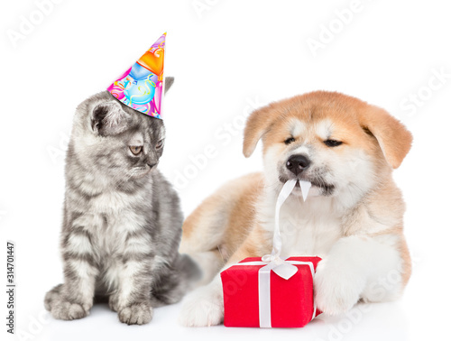 Cat wearing a birthday hat looks at akita inu puppy who is untying a gift box ribbon. isolated on white background © Ermolaev Alexandr