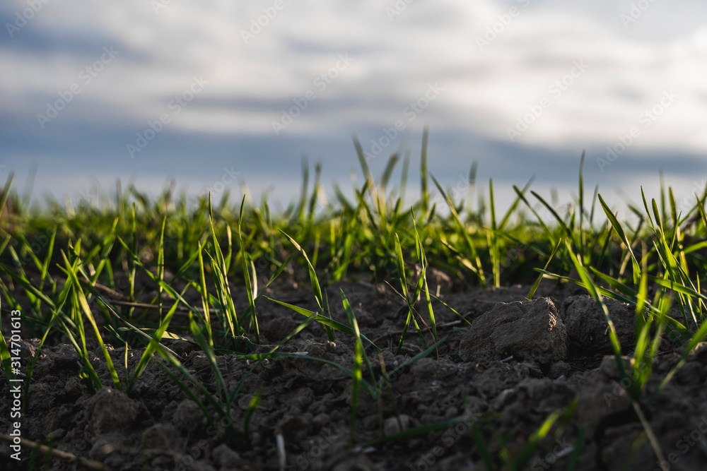 Young wheat seedlings growing on a field in autumn. Young green wheat growing in soil. Agricultural proces. Close up on sprouting rye agriculture on a field sunny day with blue sky. Sprouts of rye. Young wheat seedlings growing on a field in autumn. Young green wheat growing in soil. Agricultural proces. Close up on sprouting rye agriculture on a field sunny day with blue sky. Sprouts of rye.